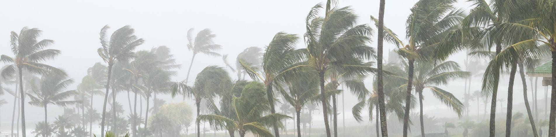 Hurricane and High Wind Storms may cause Emergency Tree Removal.