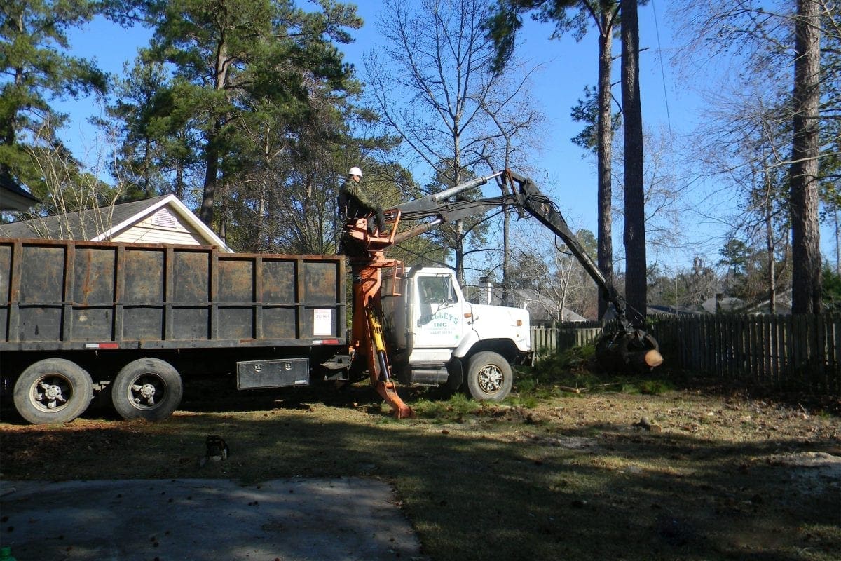 Tree Removal service, going out on a limb so you dont have to.