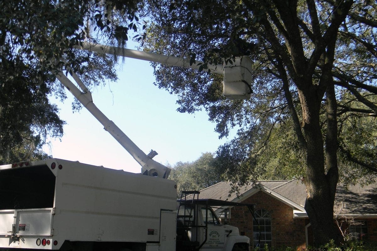 No Tree to big for our Tree Trimming services, call us today for free estimate.