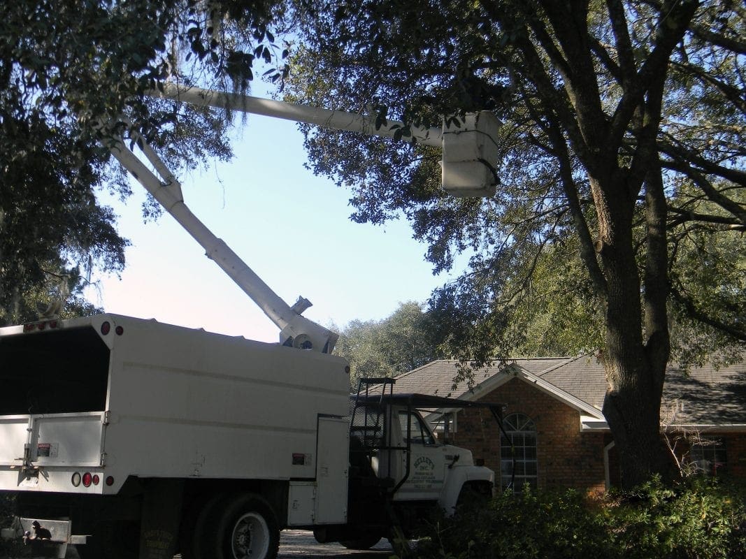 No Tree to big for our Tree Trimming services, call us today for free estimate.