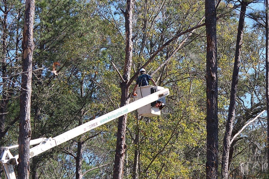 Tree Trimming, Tree Removal Specialist working for you.