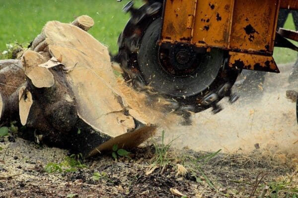 Stump Grinding for the Residents & Businesses of Skidaway Island