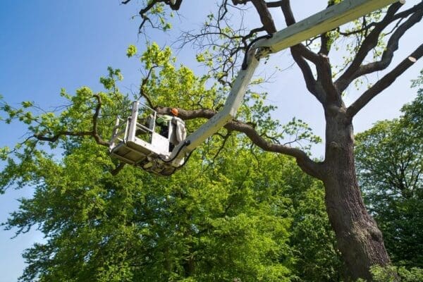Pooler Georgia, Tree Removal Experts