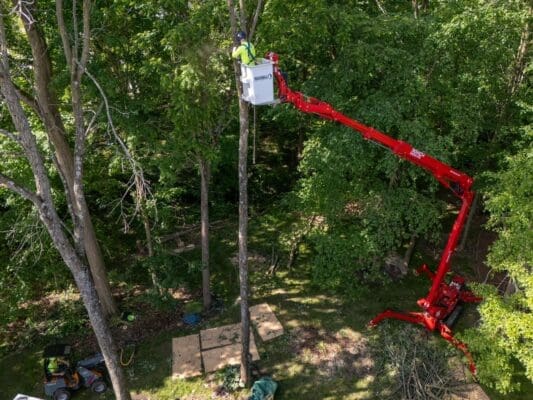 Skidaway Island in Savannah, Georgia’s Trusted Choice for Tree Services
