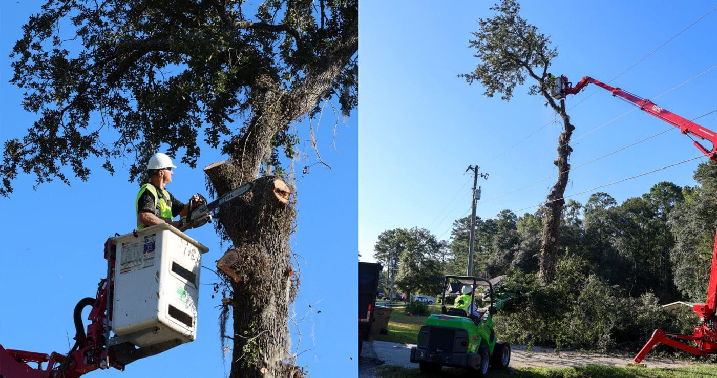 Savannah Georgia - Emergency Tree Trimming